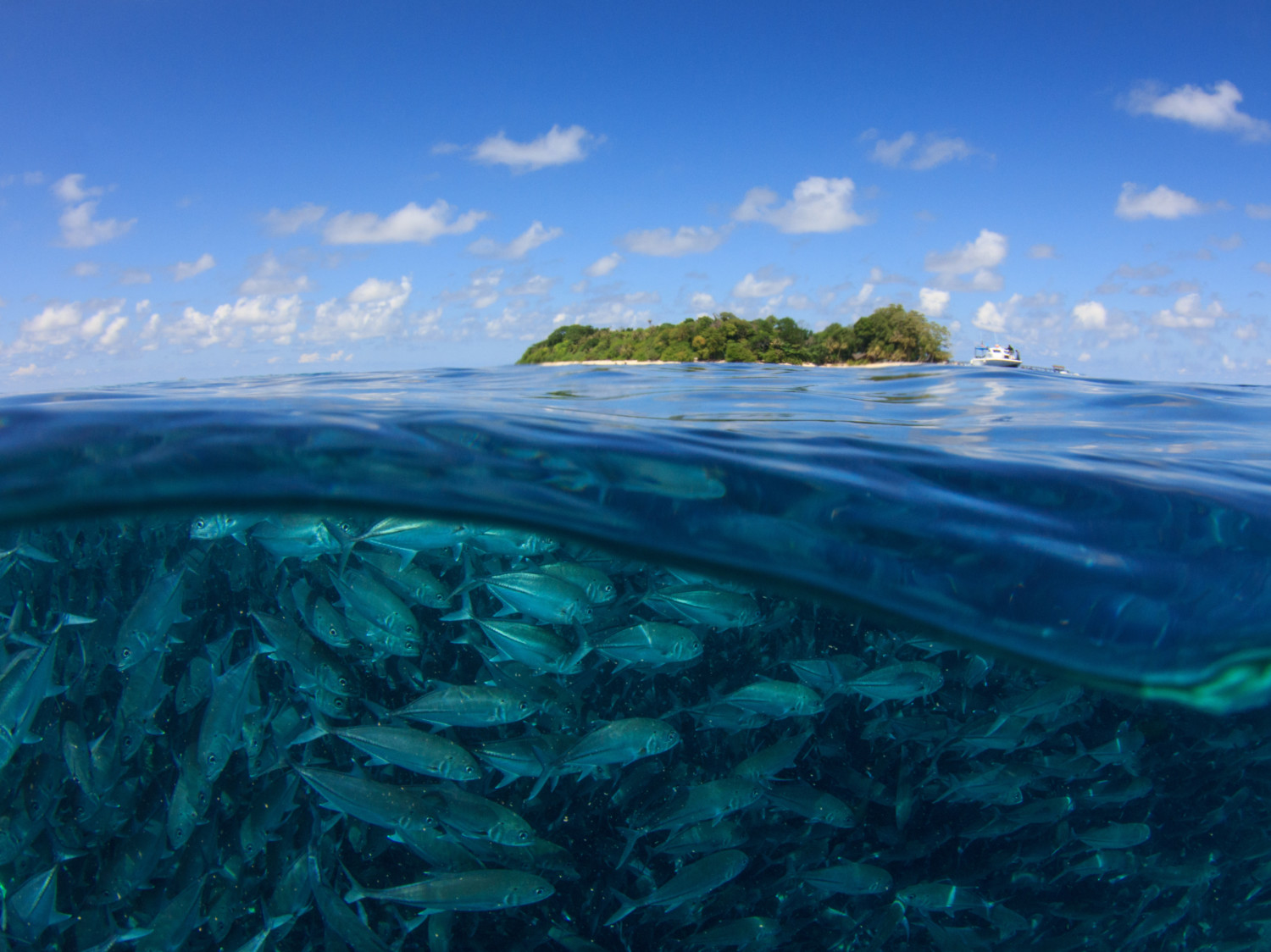 Isla de Sipadan - buceo Malasia